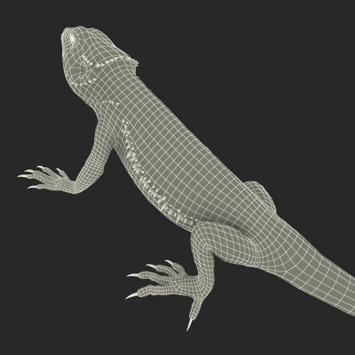 3D Bearded Dragon Pose 2