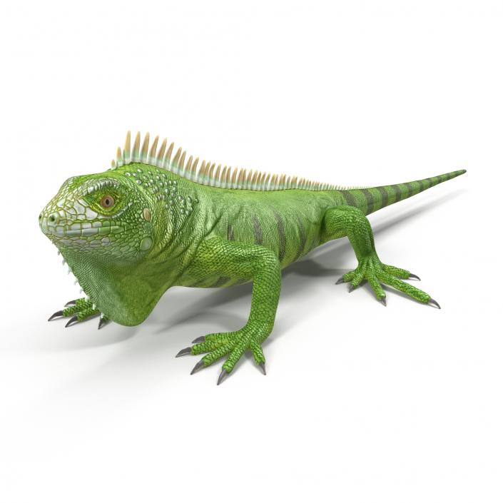 Green Iguana 3D