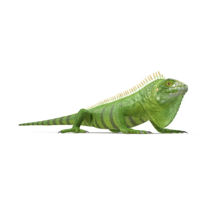 Green Iguana 3D