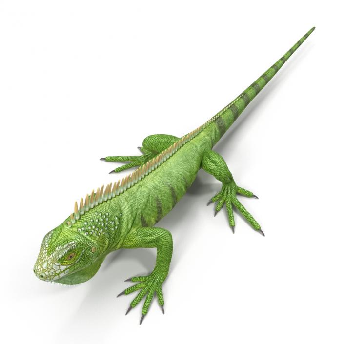 Green Iguana 3D