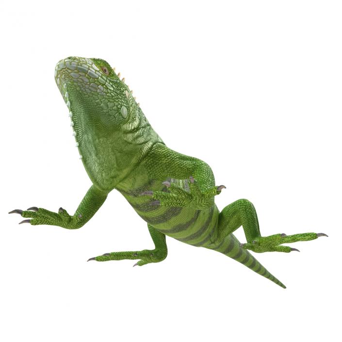 Green Iguana 3D