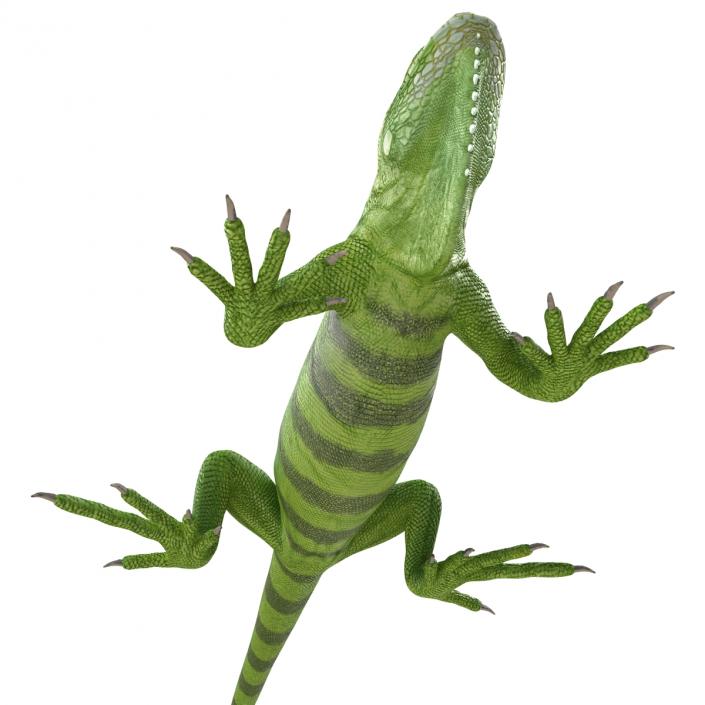 Green Iguana 3D