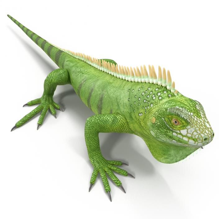 Green Iguana 3D