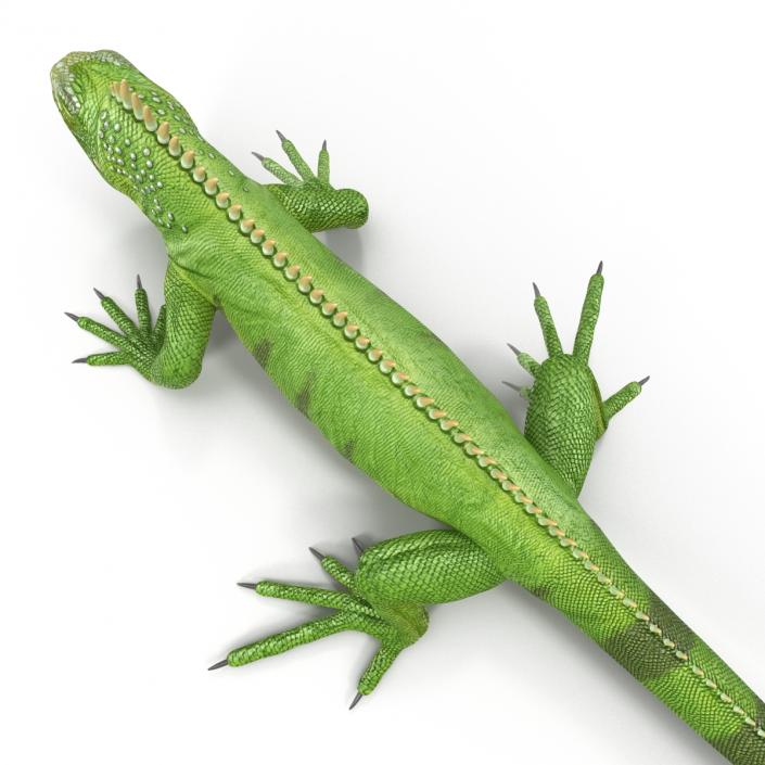 Green Iguana 3D