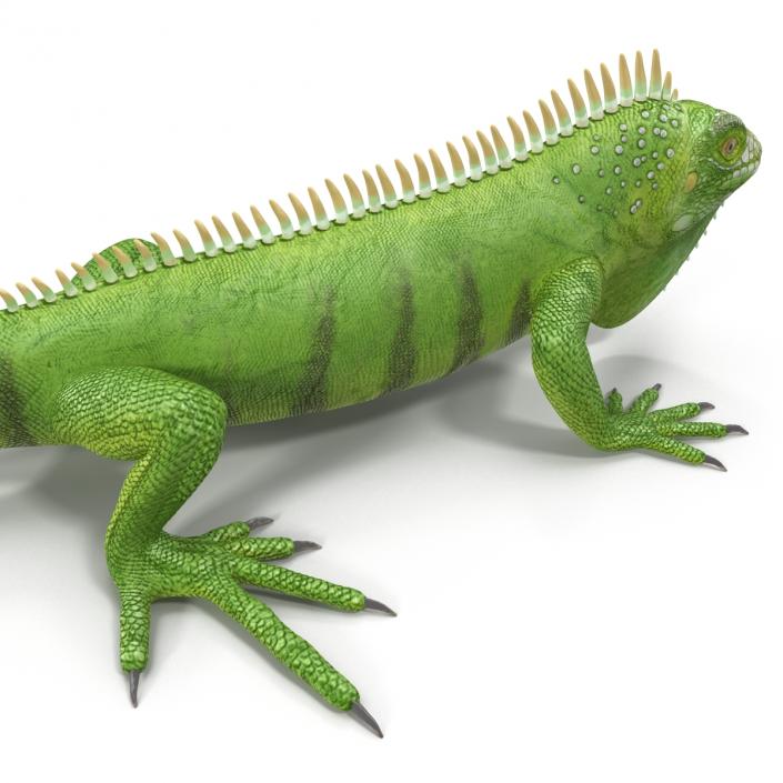 Green Iguana 3D