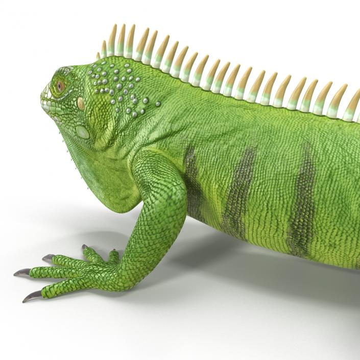 Green Iguana 3D