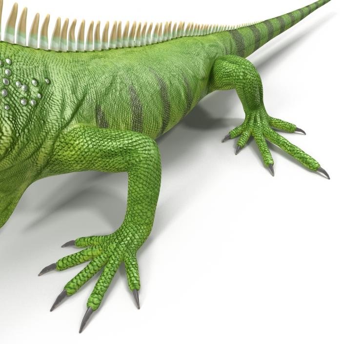 Green Iguana 3D