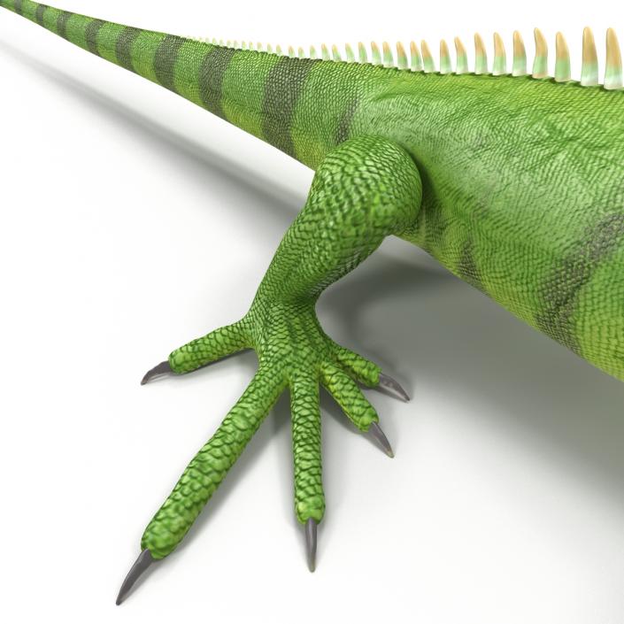 Green Iguana 3D