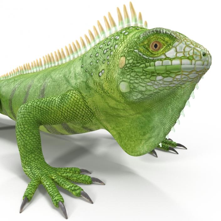 Green Iguana 3D