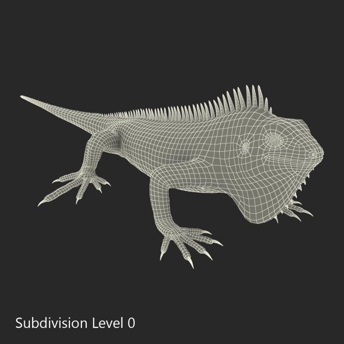 Green Iguana 3D