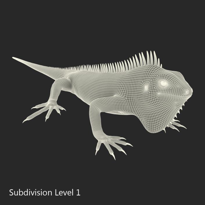 Green Iguana 3D