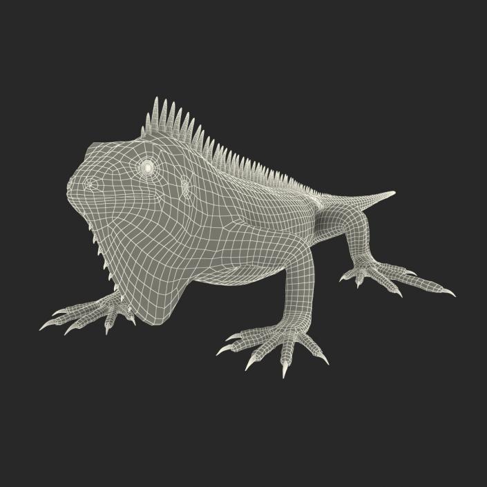 Green Iguana 3D