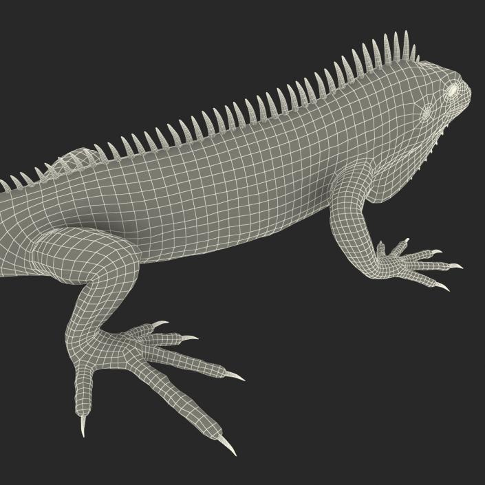 Green Iguana 3D