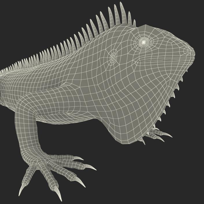 Green Iguana 3D