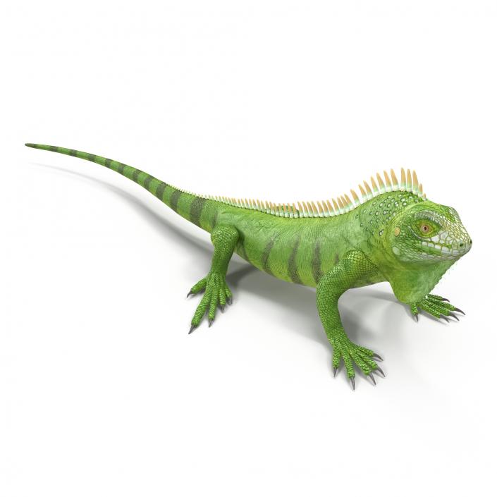 Green Iguana Pose 2 3D model