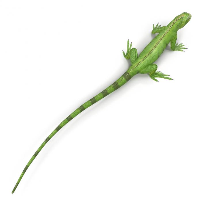 Green Iguana Pose 2 3D model