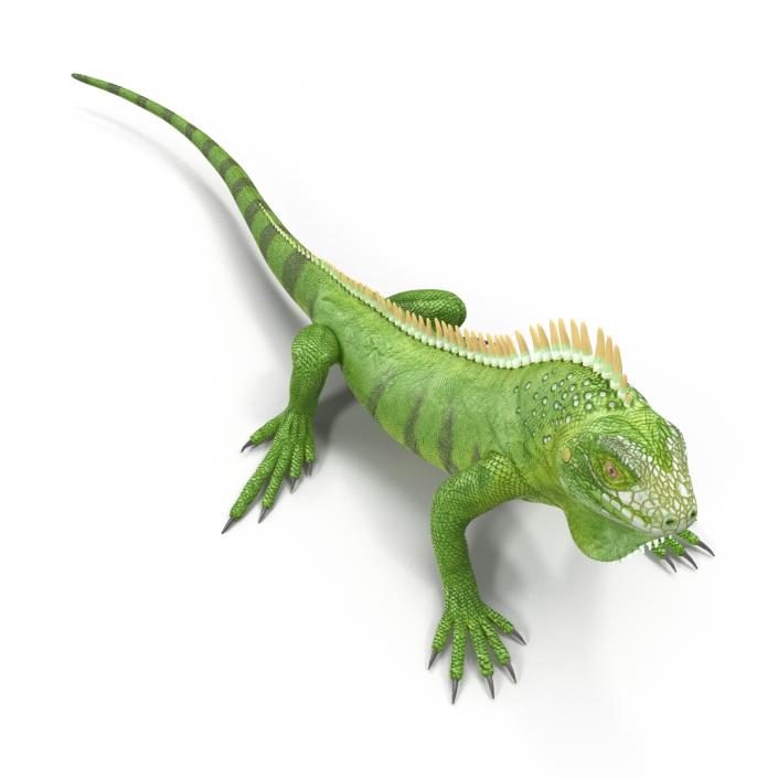 Green Iguana Pose 2 3D model