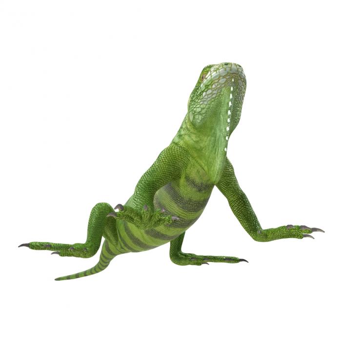 Green Iguana Pose 2 3D model