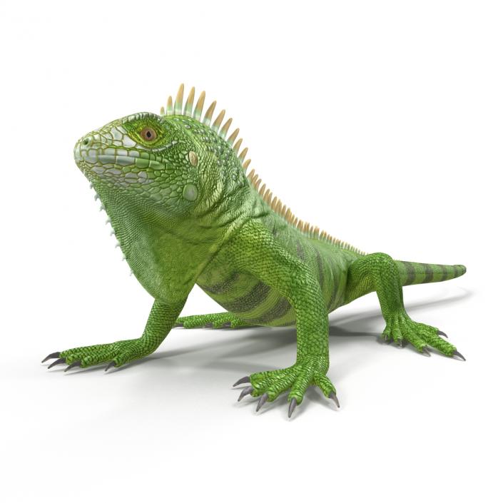 Green Iguana Pose 2 3D model