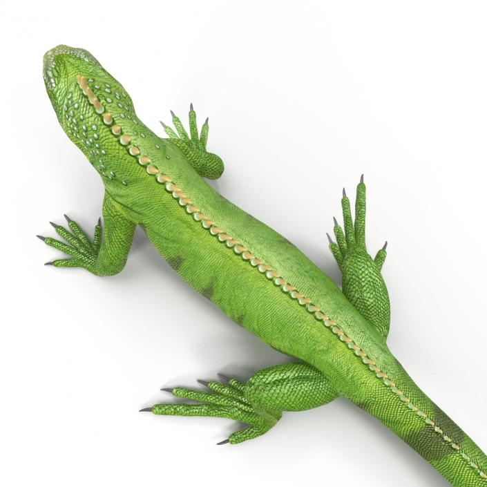 Green Iguana Pose 2 3D model