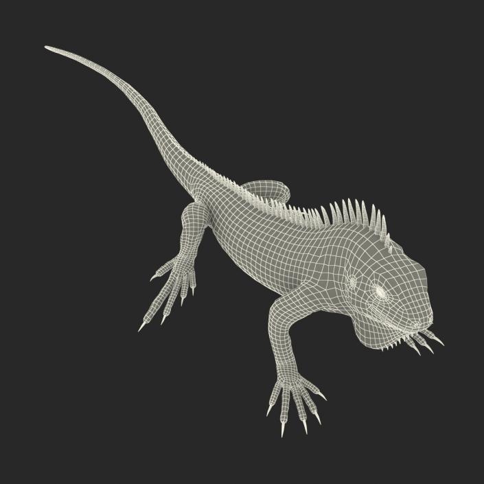 Green Iguana Pose 2 3D model