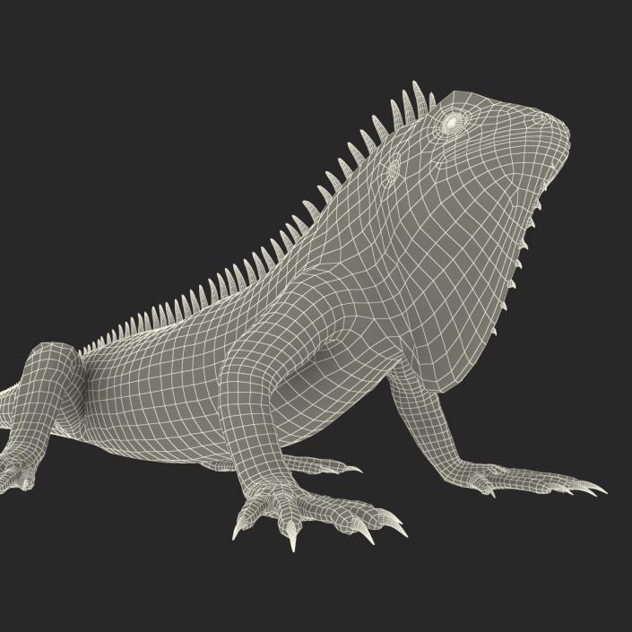 Green Iguana Pose 2 3D model