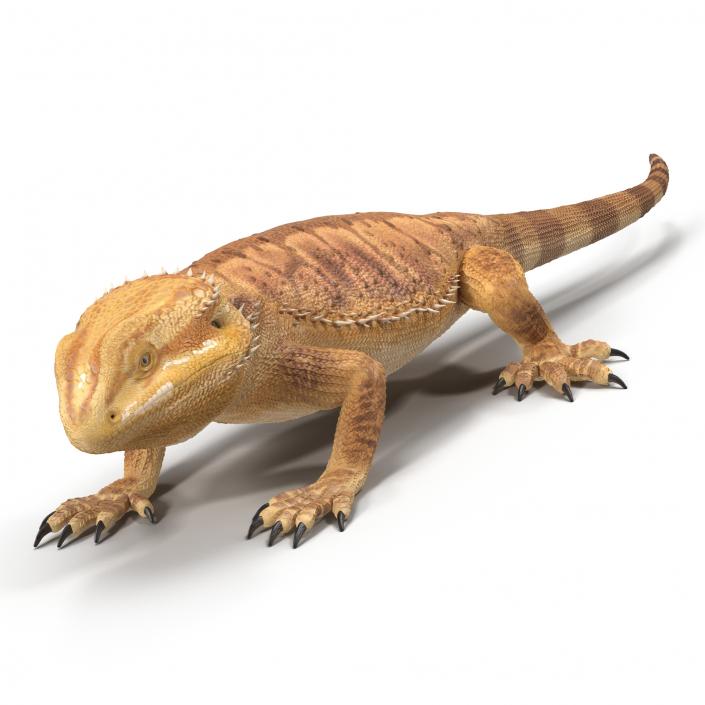 3D Bearded Dragon Pose 3