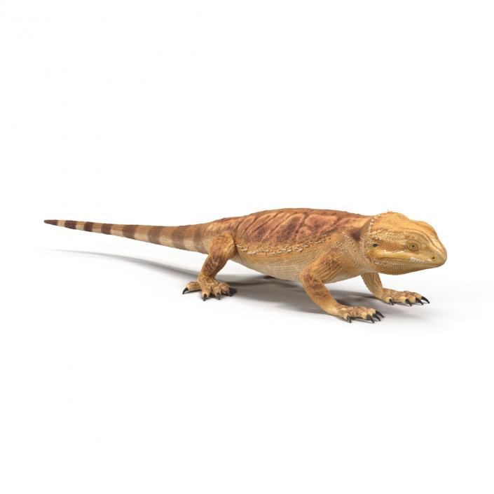 3D Bearded Dragon Pose 3