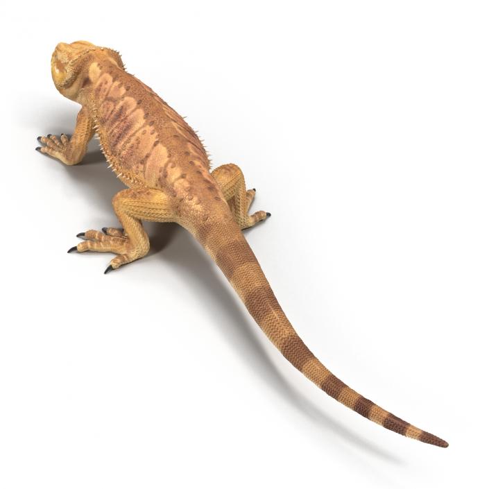 3D Bearded Dragon Pose 3