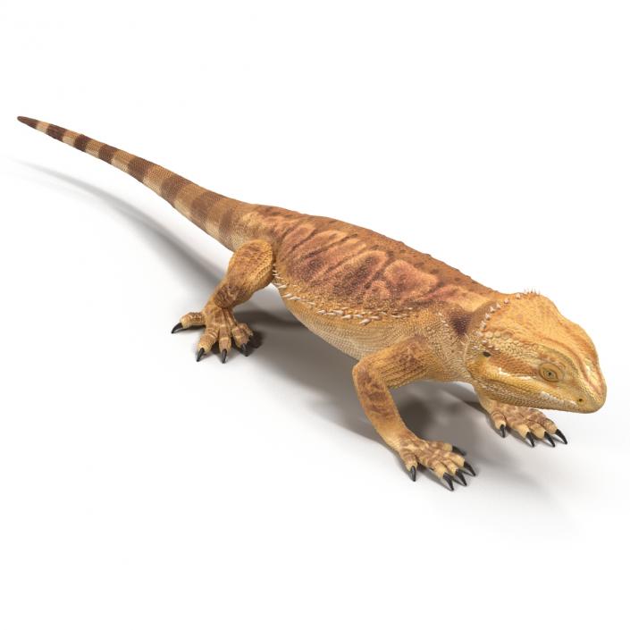 3D Bearded Dragon Pose 3