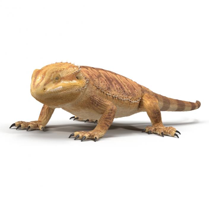 3D Bearded Dragon Pose 3