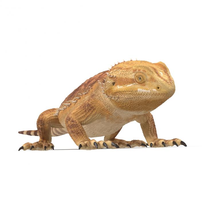 3D Bearded Dragon Pose 3