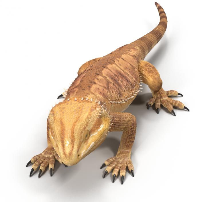 3D Bearded Dragon Pose 3