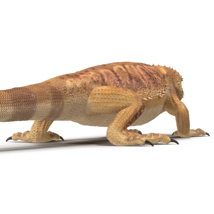 3D Bearded Dragon Pose 3