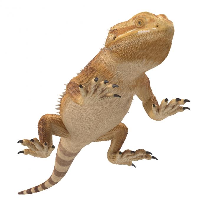 3D Bearded Dragon Pose 3