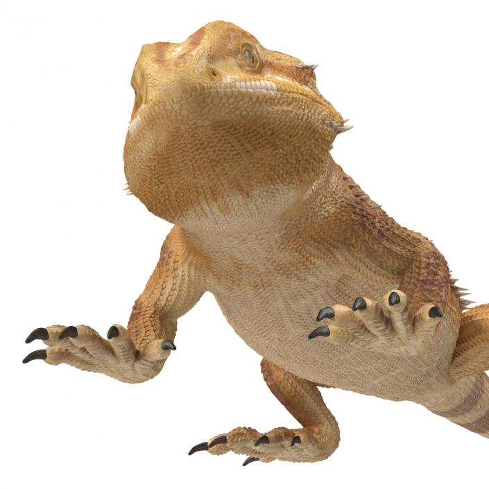 3D Bearded Dragon Pose 3