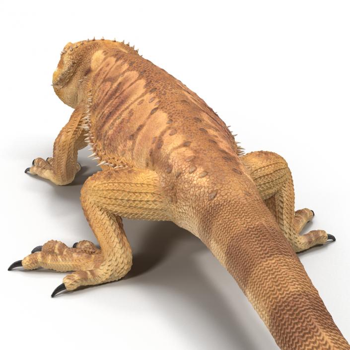 3D Bearded Dragon Pose 3