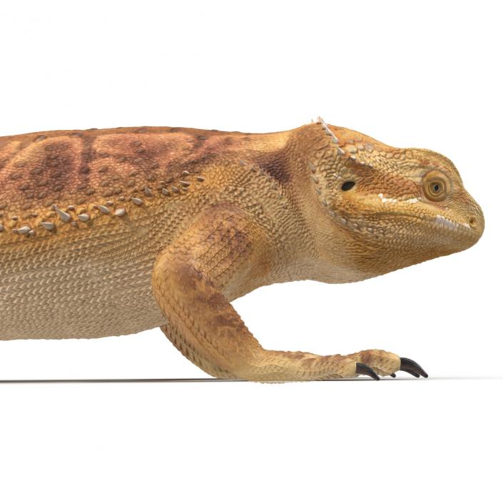 3D Bearded Dragon Pose 3