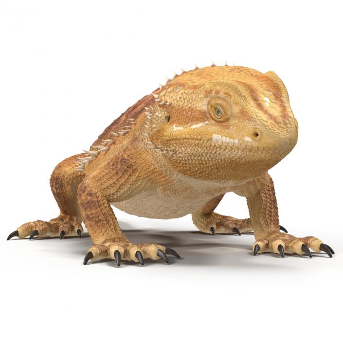 3D Bearded Dragon Pose 3