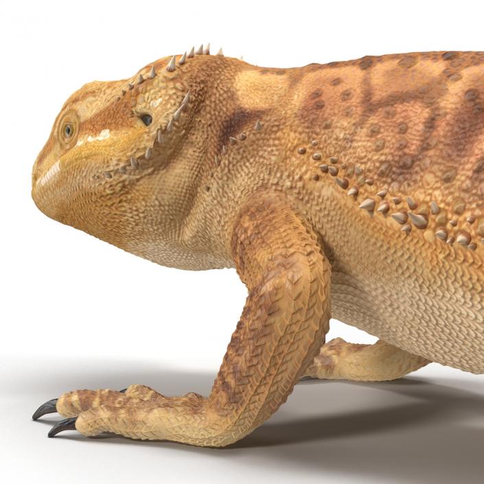 3D Bearded Dragon Pose 3