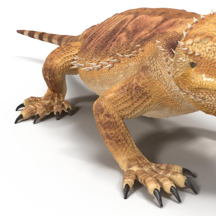 3D Bearded Dragon Pose 3