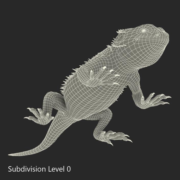 3D Bearded Dragon Pose 3