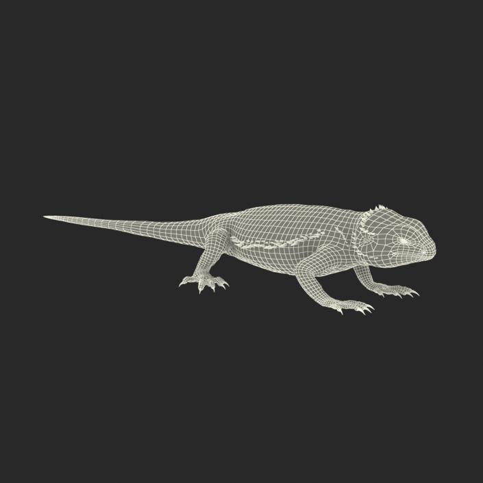 3D Bearded Dragon Pose 3