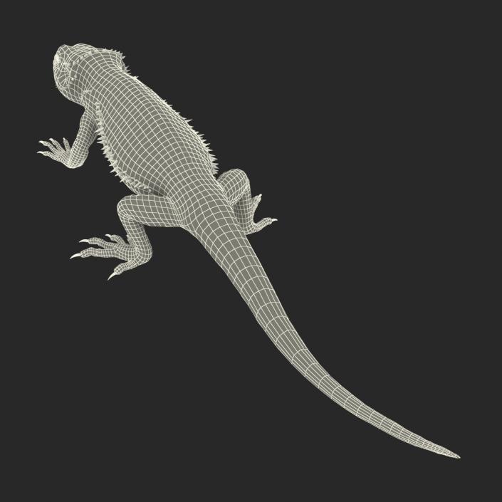 3D Bearded Dragon Pose 3