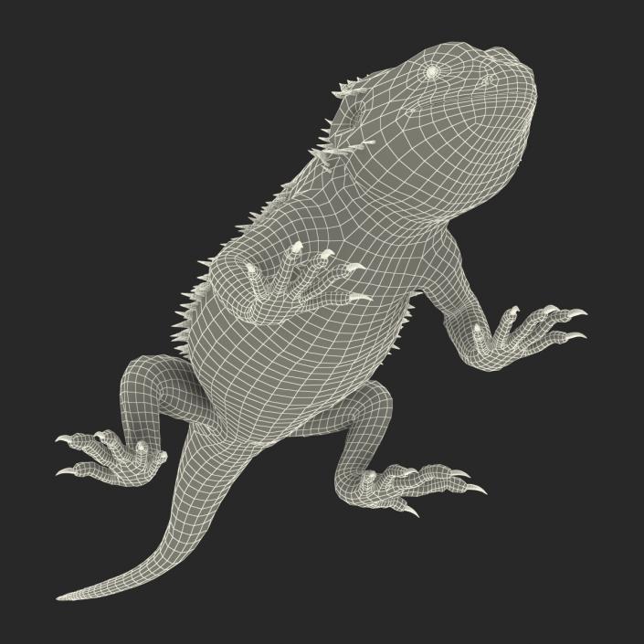 3D Bearded Dragon Pose 3