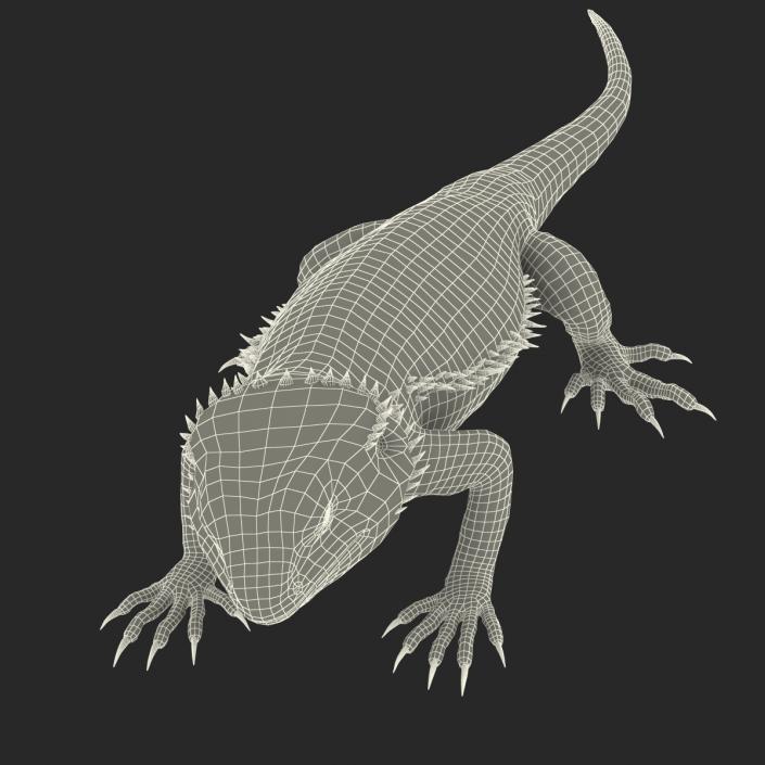 3D Bearded Dragon Pose 3