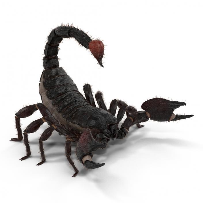 3D model Black Scorpion Rigged with Fur