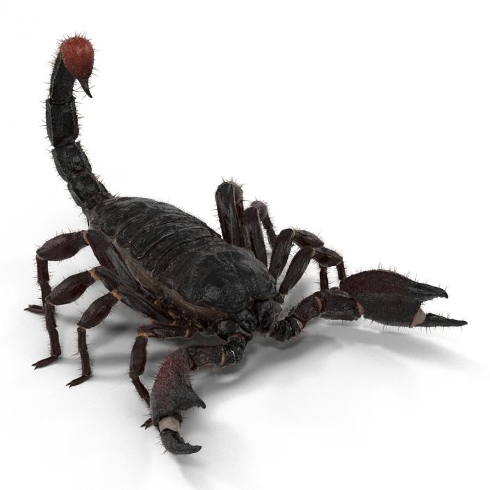 3D model Black Scorpion Rigged with Fur