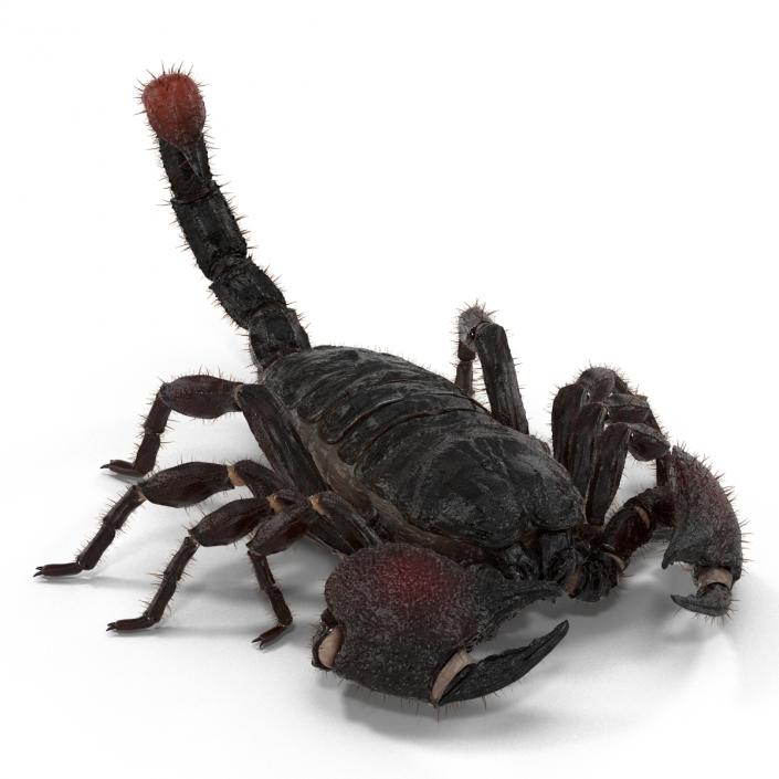 3D model Black Scorpion Rigged with Fur