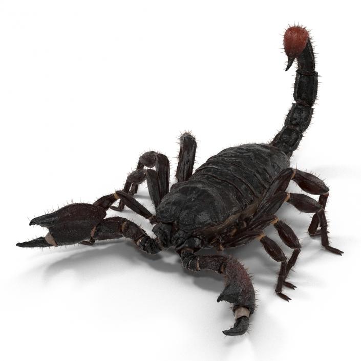 3D model Black Scorpion Rigged with Fur